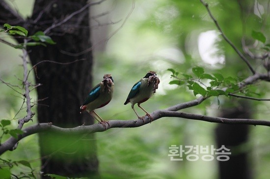 멸종위기종 팔색조, 산란부터 이소까지 채록 성공