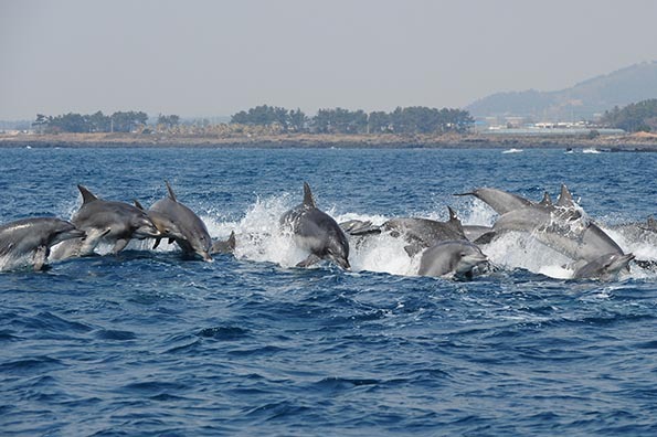 무리지어 유영하는 남방큰돌고래들/사진=해수부 제공